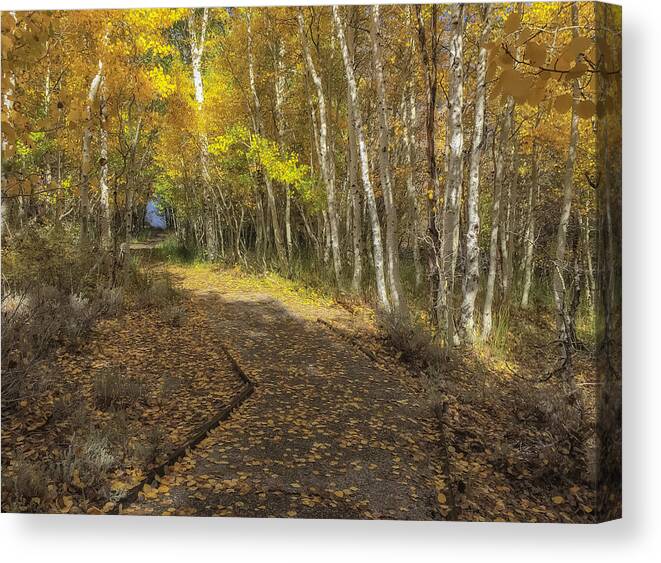 Fall Canvas Print featuring the photograph Into The Woods #2 by Jonathan Nguyen