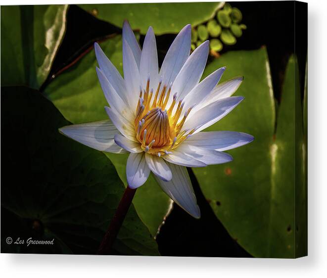 Lily Canvas Print featuring the photograph Lily #3 by Les Greenwood