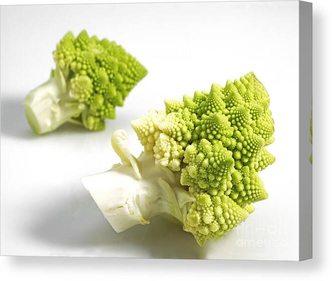 Botany Canvas Print featuring the photograph Romanesco Broccoli Or Cauliflower #1 by Gerard Lacz