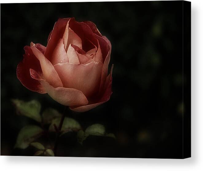 Rose Canvas Print featuring the photograph Romantic November Rose by Richard Cummings