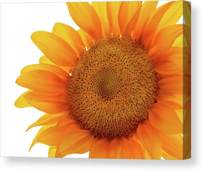 Sunflower Canvas Print featuring the photograph Sunflower #1 by Virginia Folkman