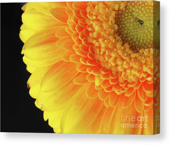 Closeup Canvas Print featuring the photograph Sunny #1 by Andreas Berheide