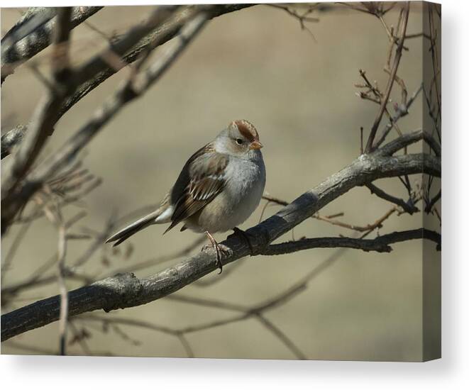 White Crowned Sparrow Canvas Print featuring the photograph White-Crowned Sparrow    by Holden The Moment