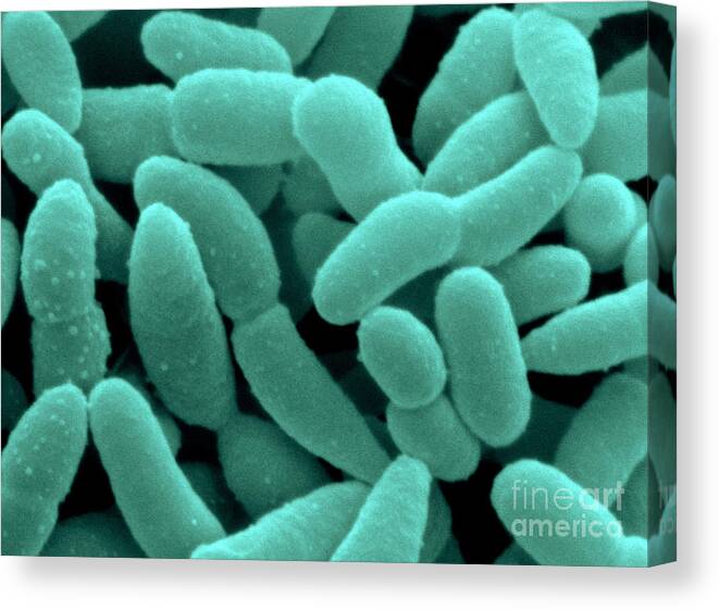 Acetobacter Canvas Print featuring the photograph Acetobacter Aceti Bacteria #2 by Scimat