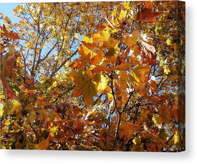 Leaves Canvas Print featuring the photograph Autumn Leaves #2 by Wolfgang Schweizer
