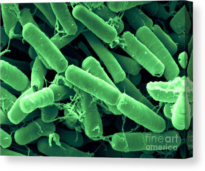 Bacillus Thuringiensis Canvas Print featuring the photograph Bacillus Thuringiensis Bacteria #2 by Scimat