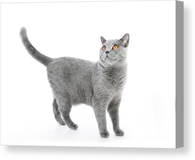 Cat Canvas Print featuring the photograph British Shorthair cat isolated on white. Standing #2 by Michal Bednarek