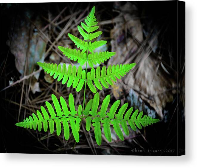 Fern Canvas Print featuring the photograph Fern #2 by Henri Irizarri