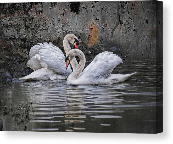Swan Canvas Print featuring the photograph Tango of the swans by Joachim G Pinkawa