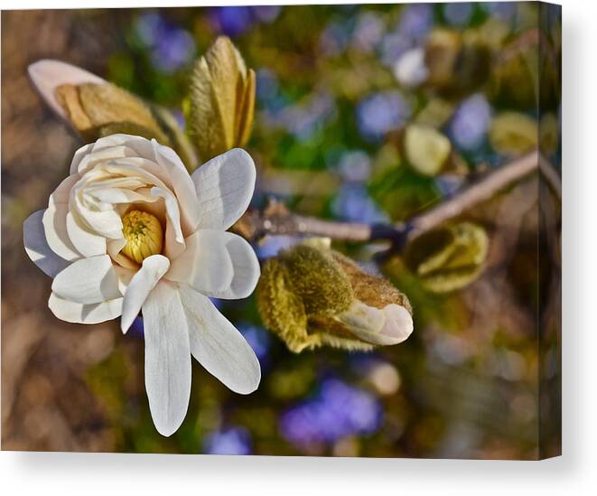 Magnolia Canvas Print featuring the photograph 2016 Early Spring Powder Puff Lebner Magnolia 1 by Janis Senungetuk