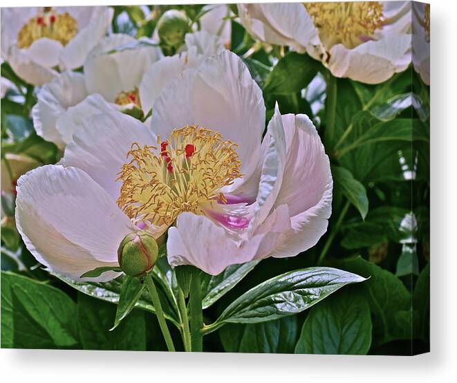 Peony Canvas Print featuring the photograph 2017 End of May at the Gardens Lavender Whisper Peony by Janis Senungetuk