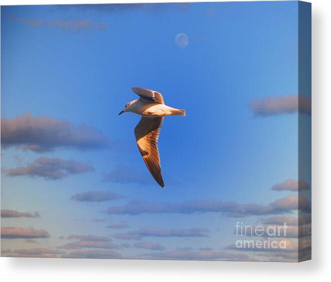 Seagull Canvas Print featuring the photograph 25- Seagull by Joseph Keane