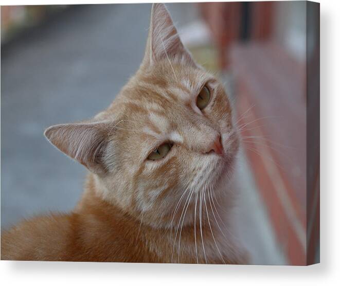 Cat Canvas Print featuring the photograph Cat #27 by Masami Iida