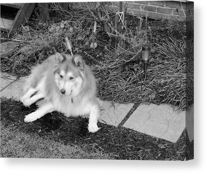 Dog Canvas Print featuring the photograph The Wonder Dog #6 by Brad Nellis