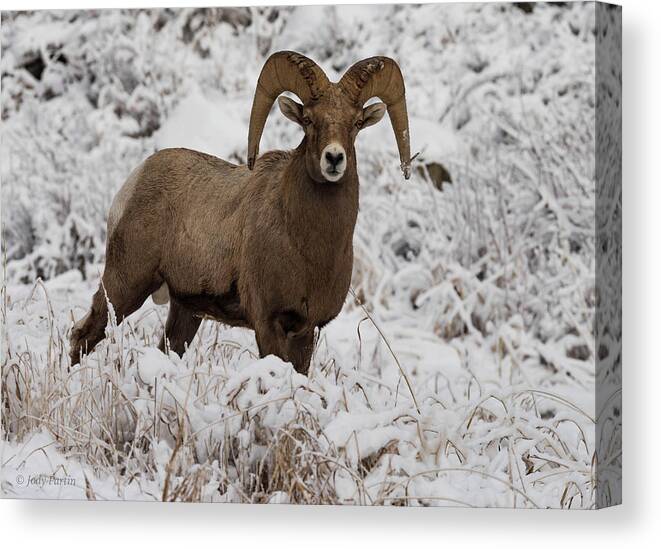 Wildlife Canvas Print featuring the photograph A Bighorn Encounter by Jody Partin