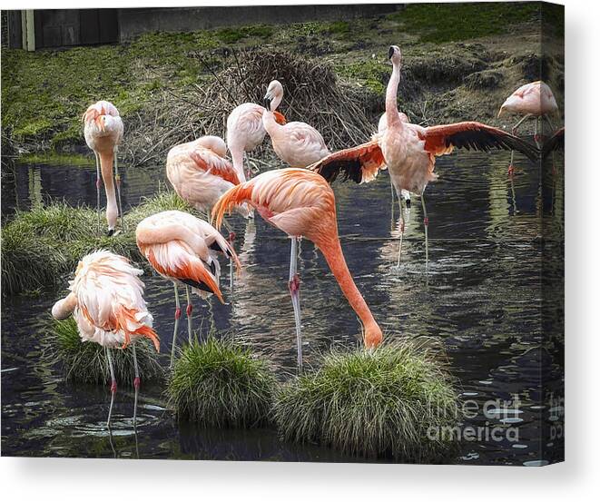Flamboyance Canvas Print featuring the photograph A Flamboyance of Flamingos by Melissa Messick