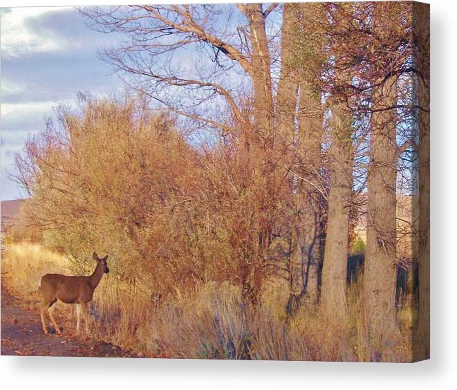 Sky Canvas Print featuring the photograph A Little Deer by Marilyn Diaz