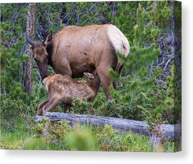 Elk Calf Canvas Print featuring the photograph A Sweet Moment In Time by Mindy Musick King
