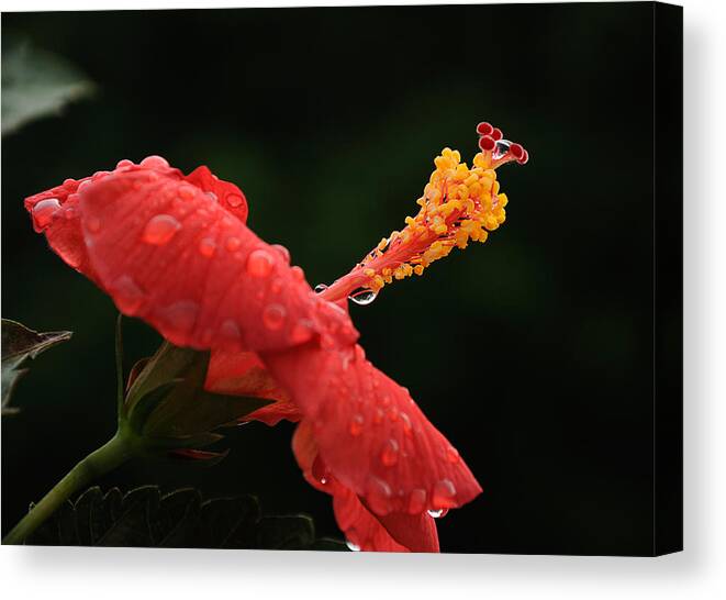 Hibiscus Canvas Print featuring the photograph After a Shower by Frank Mari