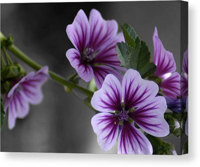 Flower Photography Canvas Print featuring the photograph Ahhh by Evelyn Patrick