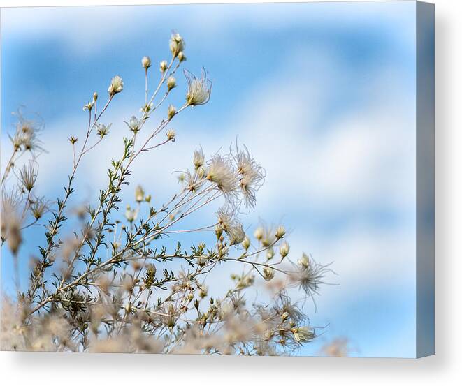 Wildflower Canvas Print featuring the photograph Apache Plume by Elin Skov Vaeth