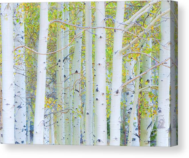 Fall Canvas Print featuring the photograph Aspen White by Jonathan Nguyen