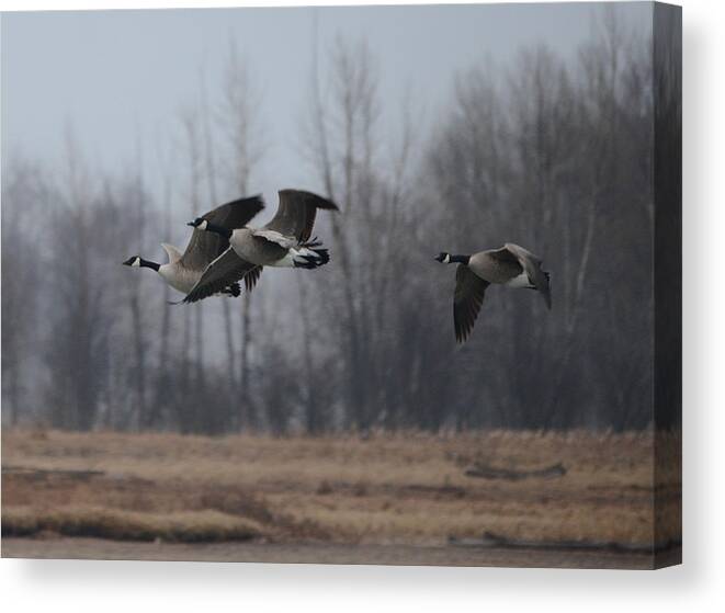 Geese Canvas Print featuring the photograph Autumn Flight by Whispering Peaks Photography
