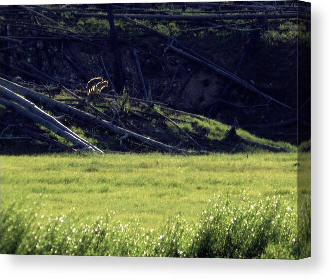 Backlit Canvas Print featuring the photograph Backlit Coyotes by Ted Keller
