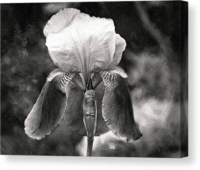 Flowers Canvas Print featuring the photograph Beautiful Iris in Black and White by Trina Ansel
