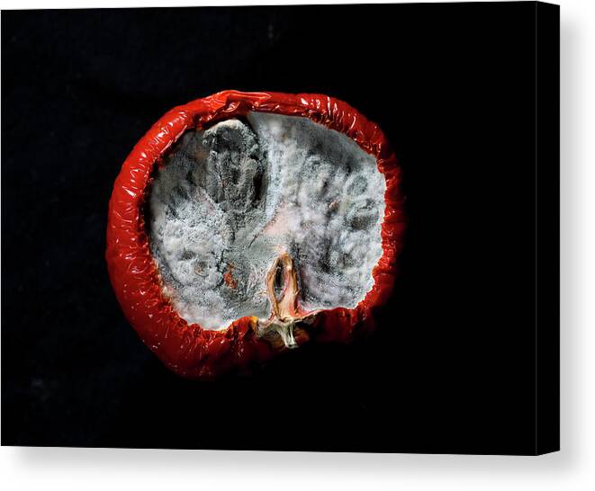 Fungus Canvas Print featuring the photograph beauty of fungus IV by Hyuntae Kim