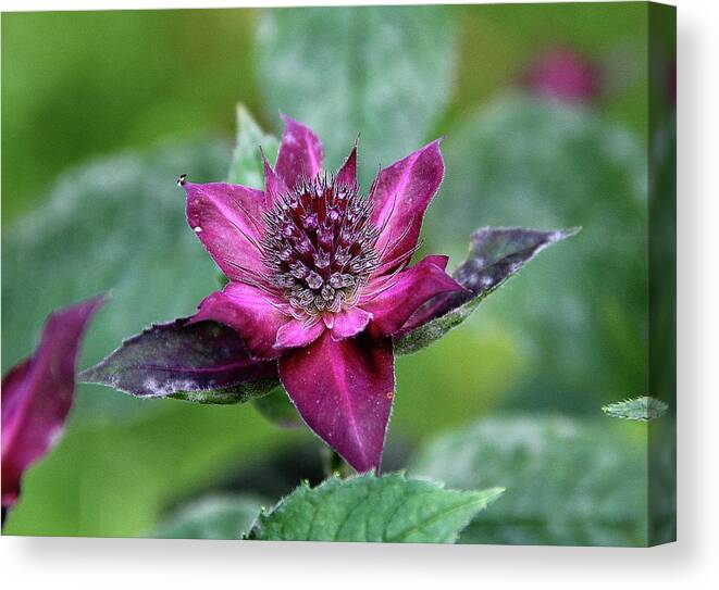 Bee Balm Canvas Print featuring the photograph Bee Balm Exuberance by Allen Nice-Webb