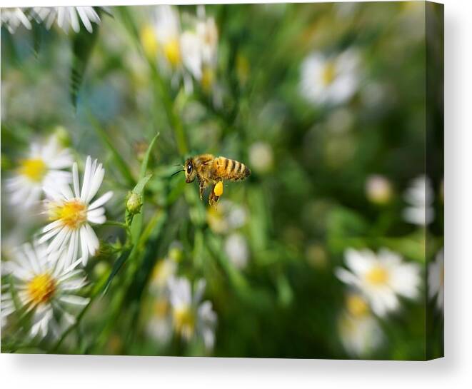Bee In The Flight Canvas Print featuring the photograph Bee in the flight by Lilia D