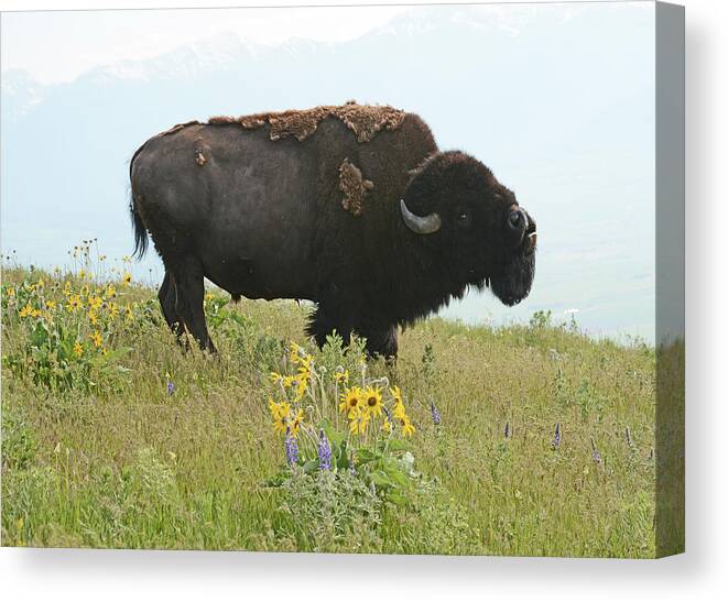 Bellowing Canvas Print featuring the photograph Bellowing Bull Bison by Whispering Peaks Photography