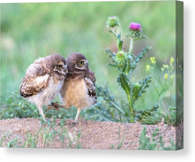 Burrowing Owl Canvas Print featuring the photograph Best Buddies by Judi Dressler