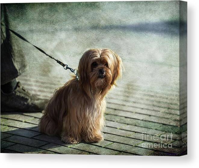 Dog Canvas Print featuring the photograph Best Friend by Eva Lechner