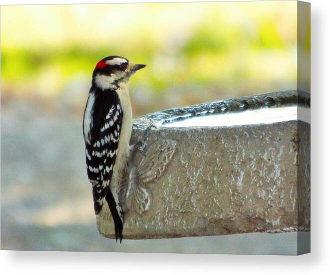 Woodpecker Canvas Print featuring the photograph Bird in black and white and red by Michael Dillon