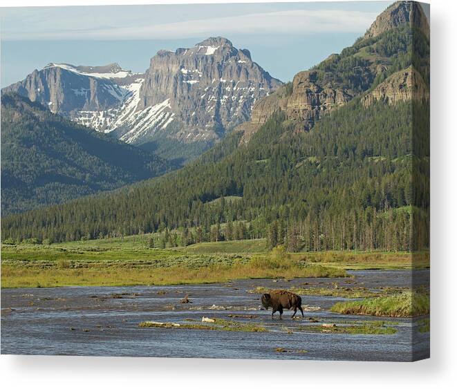 American Bison Canvas Print featuring the photograph Bison Crossing Soda Butte Creek by Max Waugh