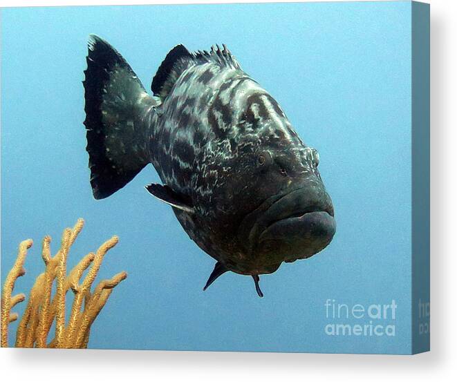 Underwater Canvas Print featuring the photograph Black Grouper by Daryl Duda
