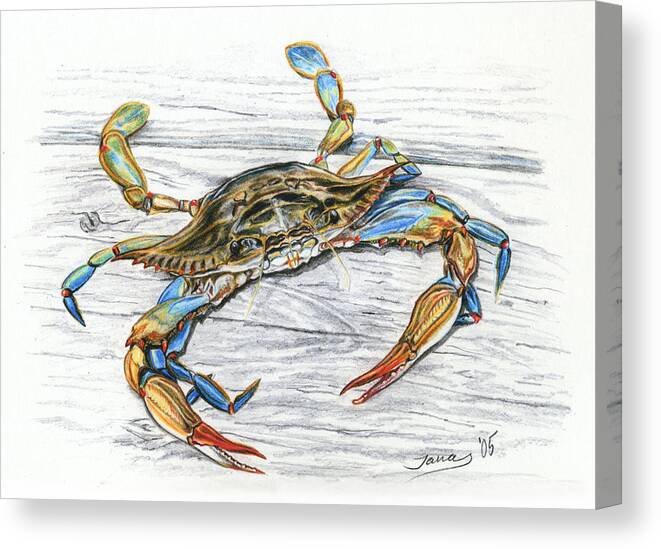 Blue Crab Canvas Print featuring the drawing Blue Crab by Jana Goode