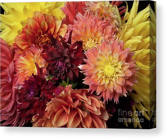 Flower Canvas Print featuring the photograph Bouquet of Dahlias from the Garden by Ann Jacobson