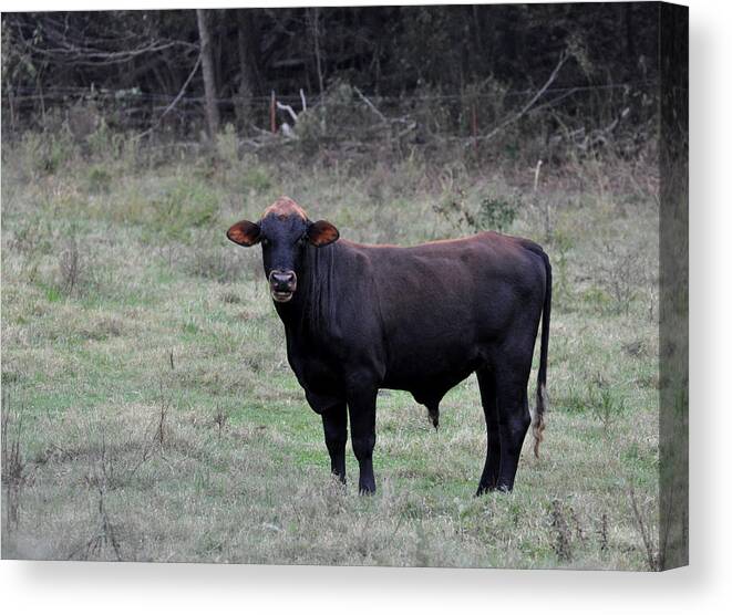 Animals Canvas Print featuring the photograph Brutus by Jan Amiss Photography