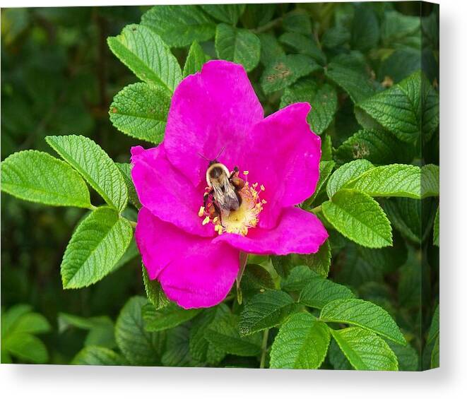 Bumble Bee On A Wild Rose Canvas Print featuring the photograph Bumble Bee On A Wild Rose by Joy Nichols