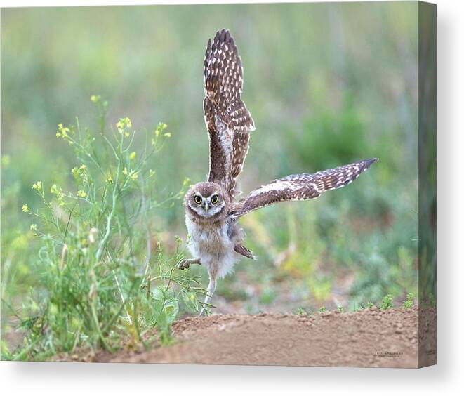 Burrowing Owls Canvas Print featuring the photograph Helloooo There by Judi Dressler