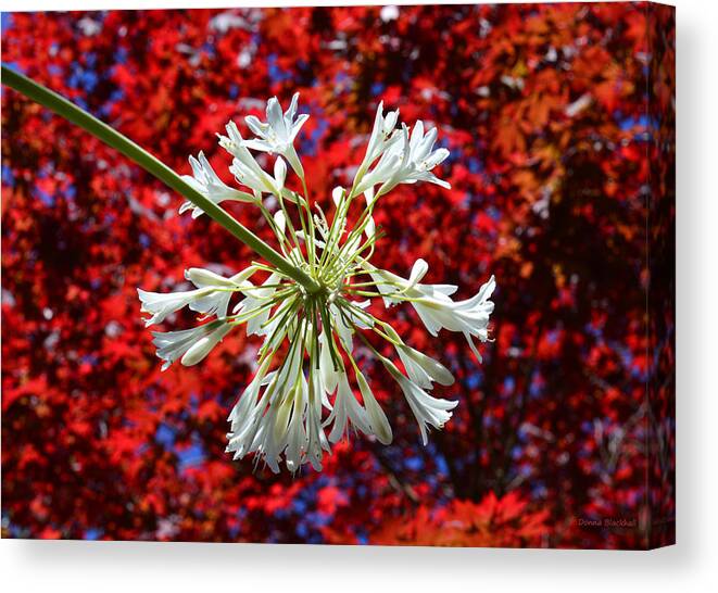 Fireworks Canvas Print featuring the photograph Bursting In Air by Donna Blackhall