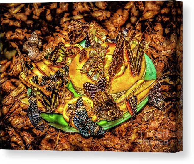 Animals Canvas Print featuring the photograph Butterfly Meeting by Robert Bales