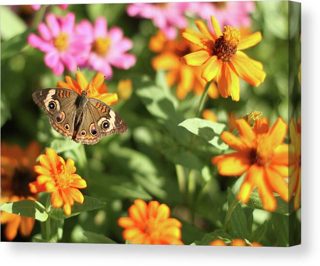 Nature Canvas Print featuring the photograph Butterfly on bright flowers by Karen Ruhl