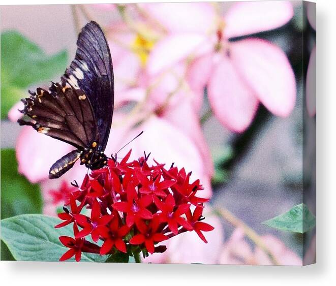 Black Butterfly On Red Flower Canvas Print featuring the photograph Black Butterfly on Red Flower by Sandy Taylor