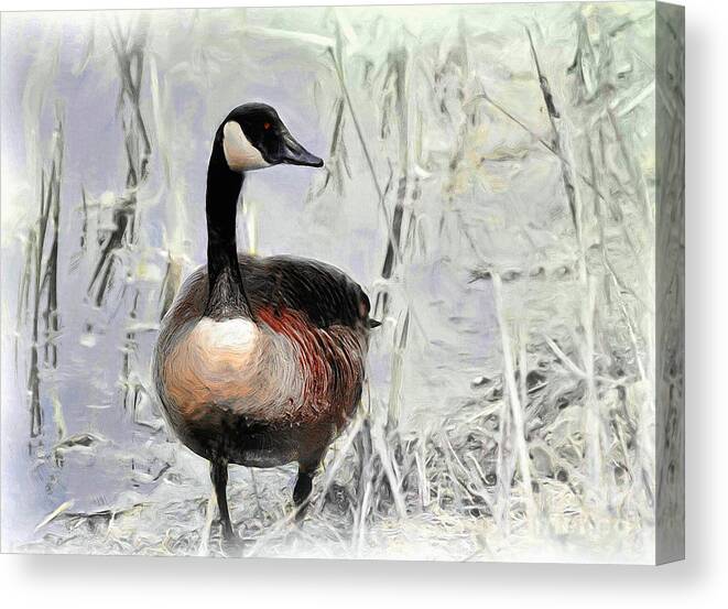 Goose Canvas Print featuring the photograph Canada Goose by Elaine Manley