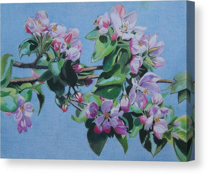 Landscape Canvas Print featuring the mixed media Cherry blossoms by Constance Drescher
