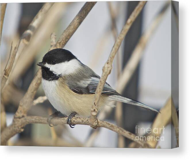 Birdadditional Tags: Canvas Print featuring the photograph Chickadee-5 by Robert Pearson